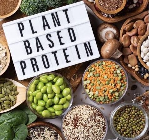 Plant Protein :