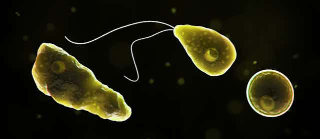 A brain-eating amoeba. Death rate did not increase in Kerala